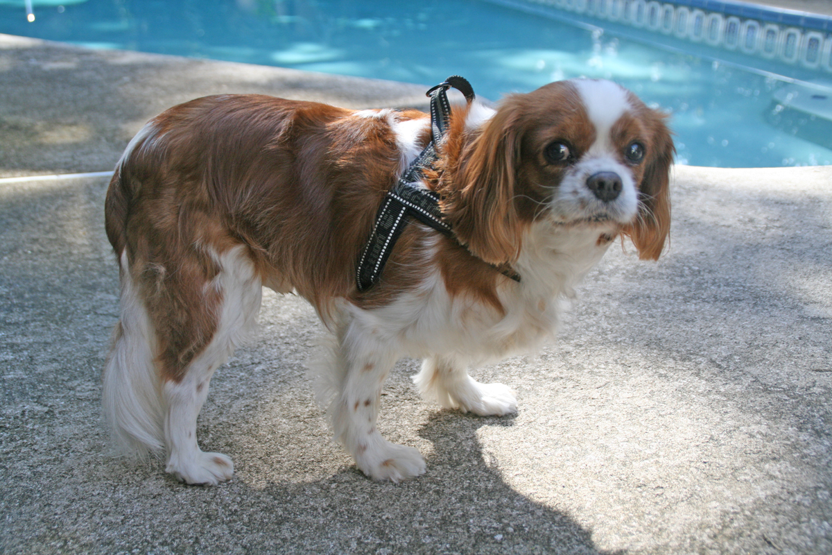 A Bacteria That Can Kill Your&nbsp;Dog.