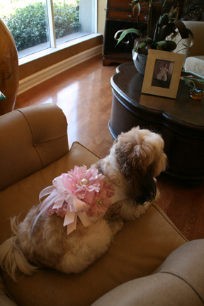 Zoe, our Pawsitively Posh Pooch model, wearing a one-of-a-kind halter.