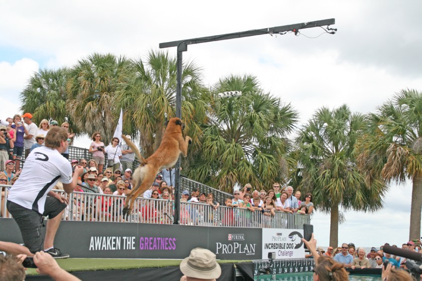 Baxter, a two-year-old Belgian Malinois broke records during the dog diving competition. Photograph by Anna Cooke for The New Barker Dog Magazine.