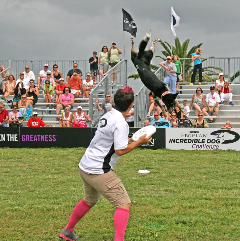 Energy and high-flying athleticism were in full swing during this team's freestyle flying disc performance.  Photograph by Anna Cooke for The New Barker Dog Magazine