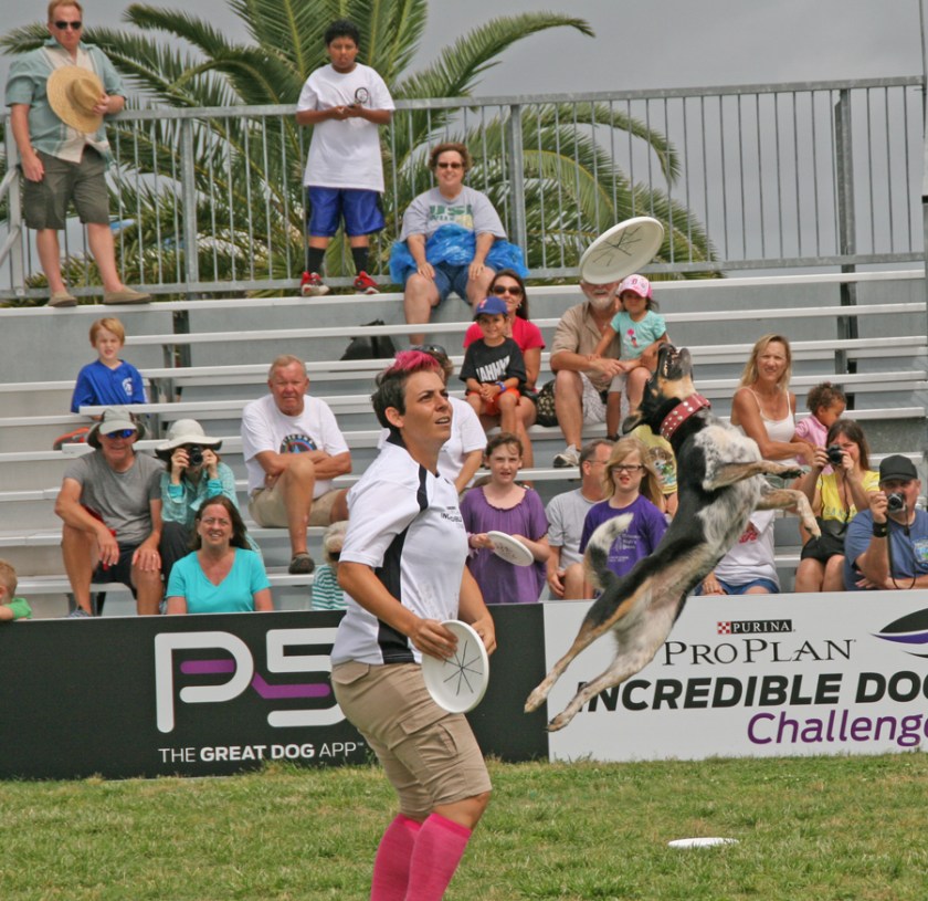 Freestyle Flying Disc Competition during the 2013 Purina Pro Plan Incredible Dog Challenge in St. Petersburg, FL. Photograph by Anna Cooke for The New Barker Dog Magazine.