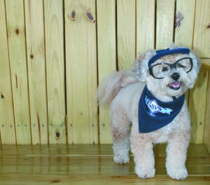 Tampa Bay Rays fan, Bailey and her Joe Maddon Ray Bans.