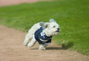 Hank, mascot for MLB's Milwaukee Brewers, running the bases.