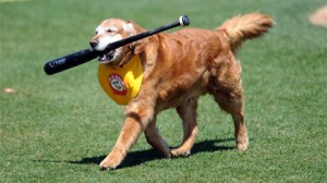 Chase, the official bat dog for the Trenton Thunder.