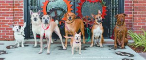 The Money Shot, in one take, at the front entry of ulele. Wow. From left to right: Guinevere, Hope, Abby, Bella, Levi, Miss Roux, Peter. Photograph by award-winning photographer, Laura Allen.