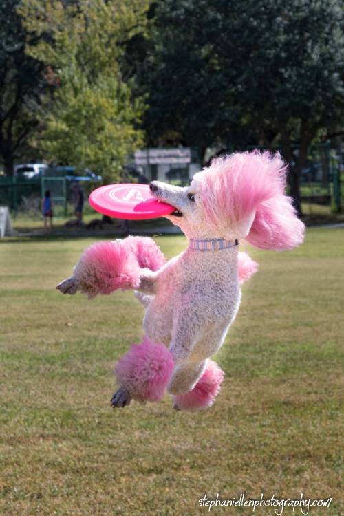 12074882_1075108625834821_1841632994579153371_n