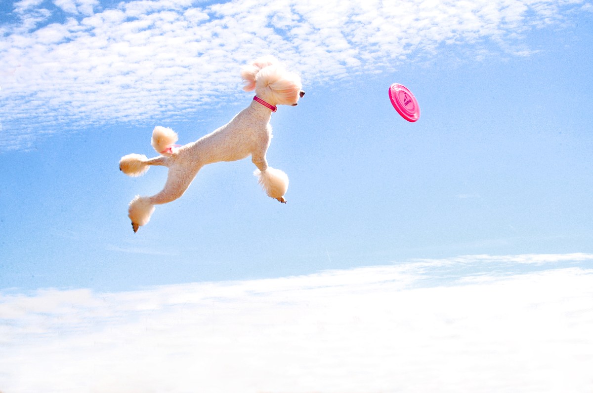 Positive Poodle Power.