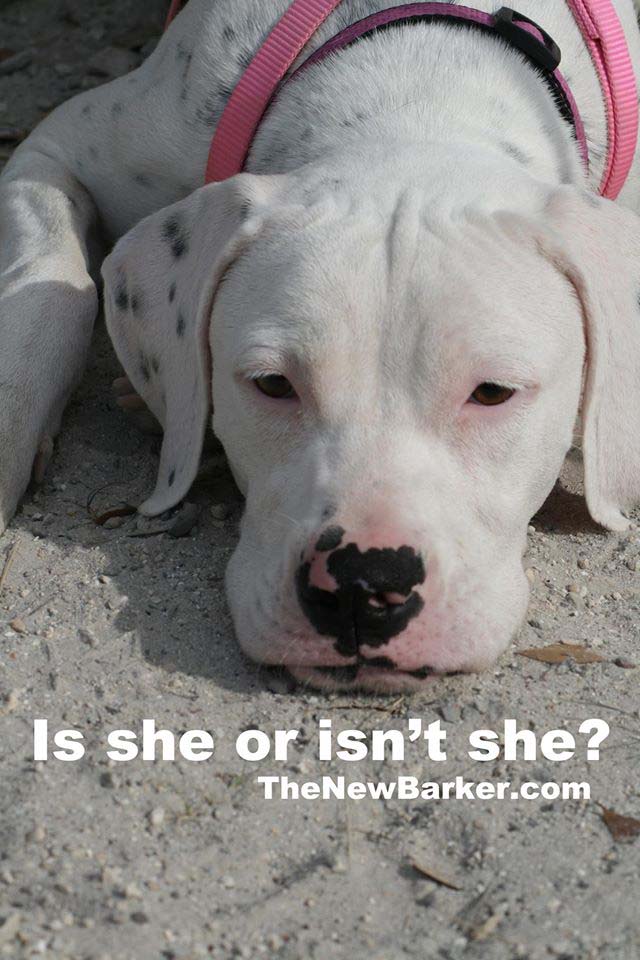 Can you tell what kind of dog she is just by looking at her?