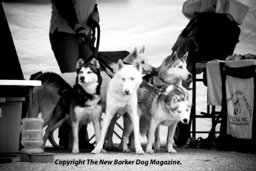 2010getrescuedthenewbarker