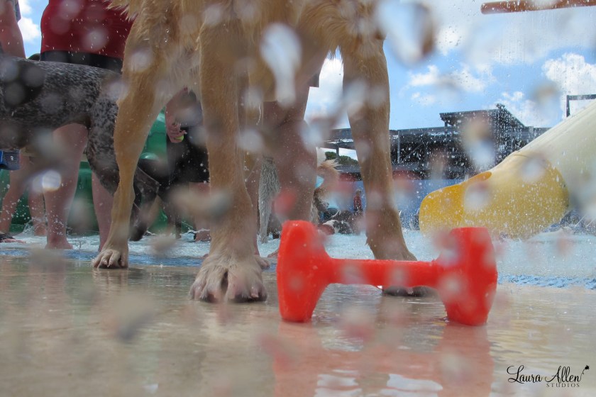 "I don't know you. But, throw my toy and we will be BFF," coaxes Lucy to a stranger. Photograph by Laura Allen Studios.