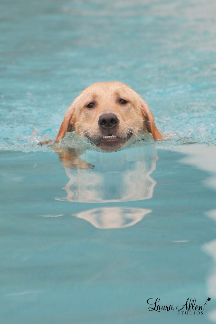 Lucy. The Belle of the Ball. Photograph by Laura Allen Studios for The New Barker Dog Magazine.