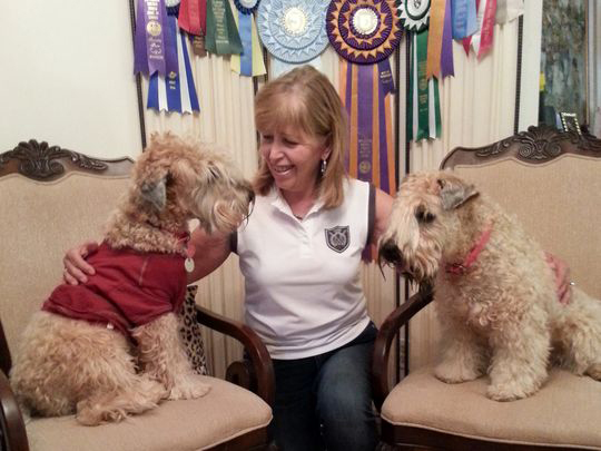 Doric Stancher of New Jersey with Wheaten Terriers Charlie (left) and Krista (right). 