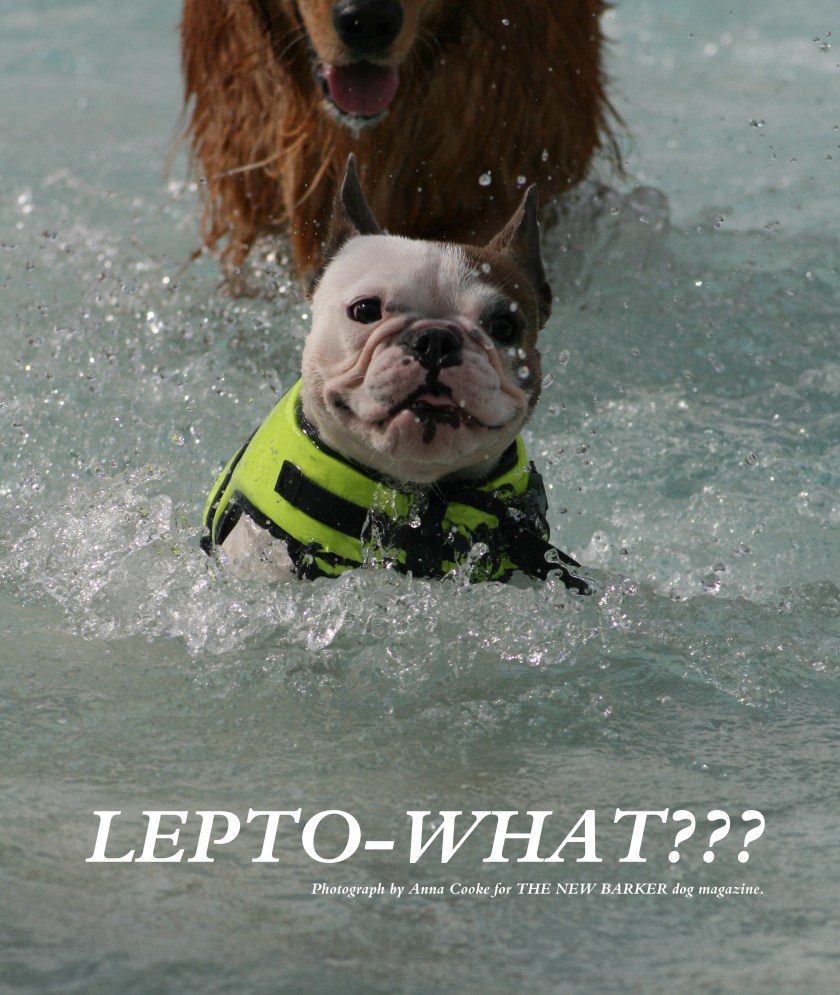 lepto_post_thenewbarker