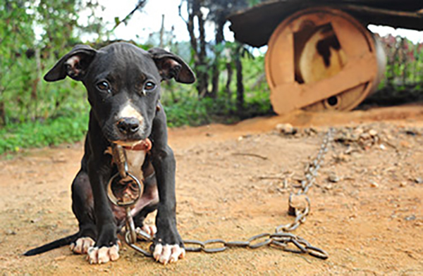 dog_fighting_signs_A