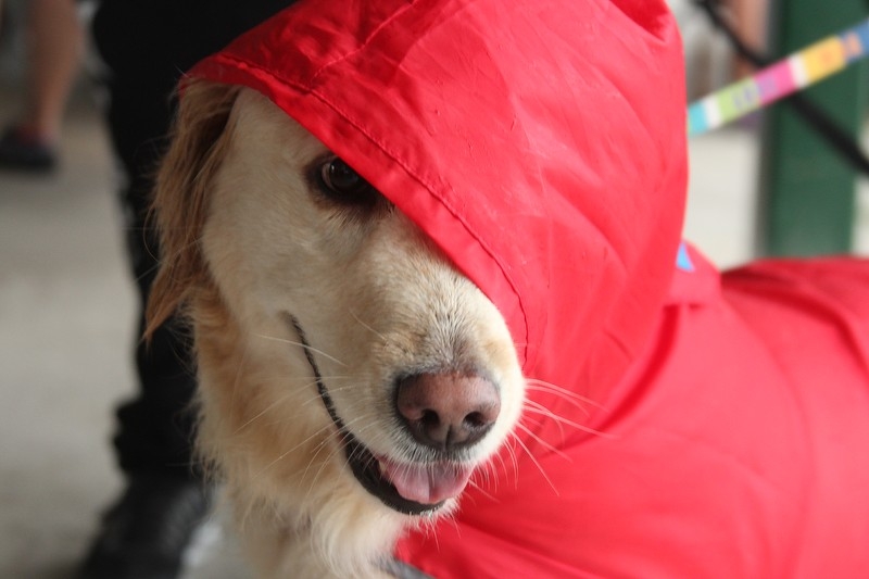 The Last Will and Testament of Silverdene Emblem&nbsp;O’Neill.