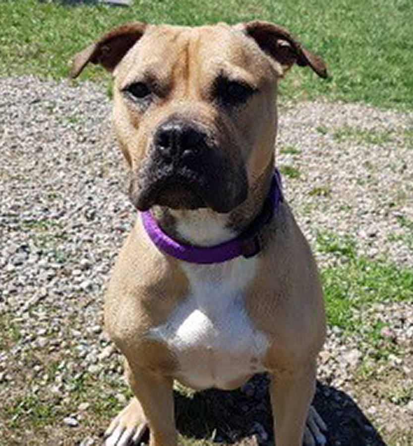 Dogfighting Ring 20170725