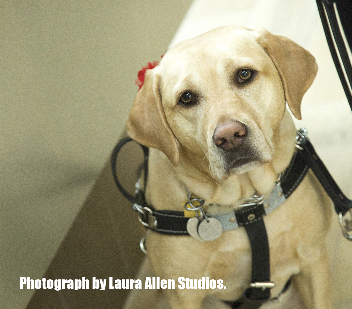 What A Difference A Day Makes. – The Art Of Dog.™ - As With Other Dog