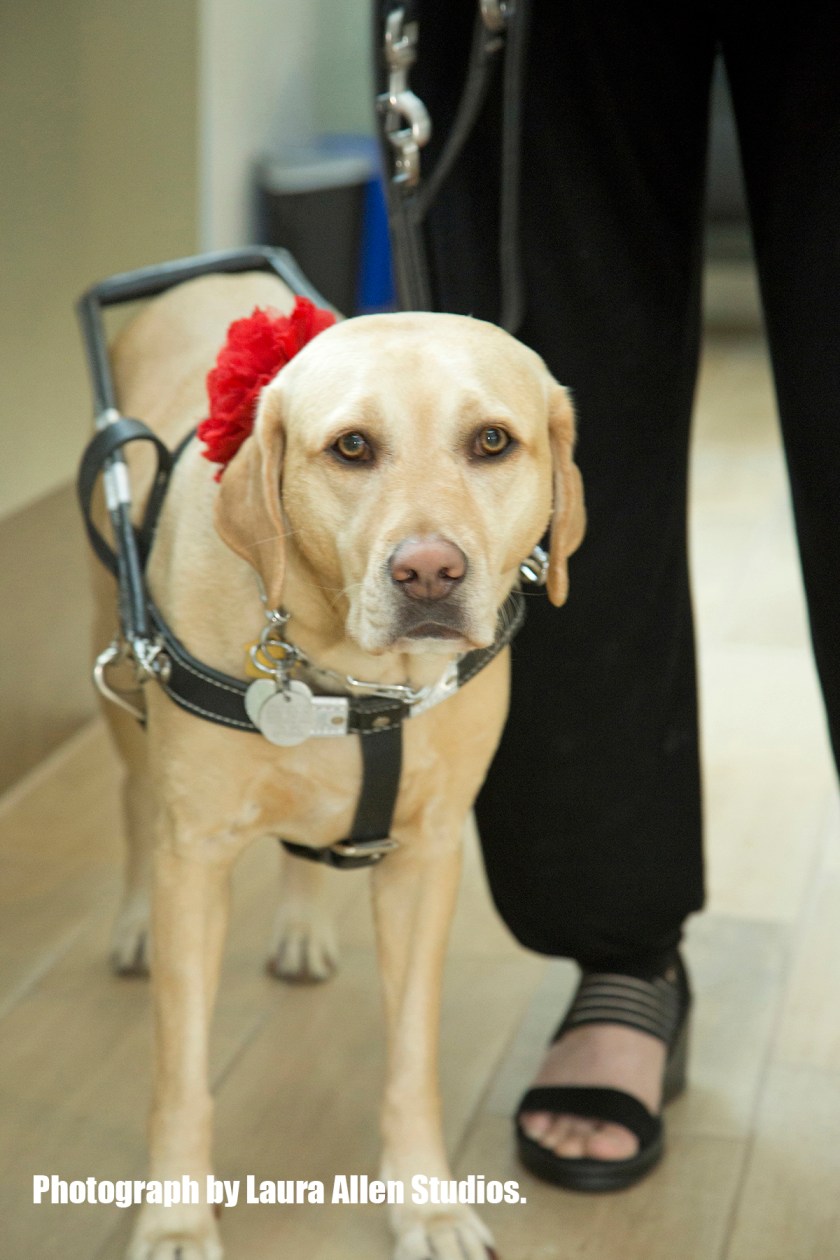 17GuideDog_007 r copy