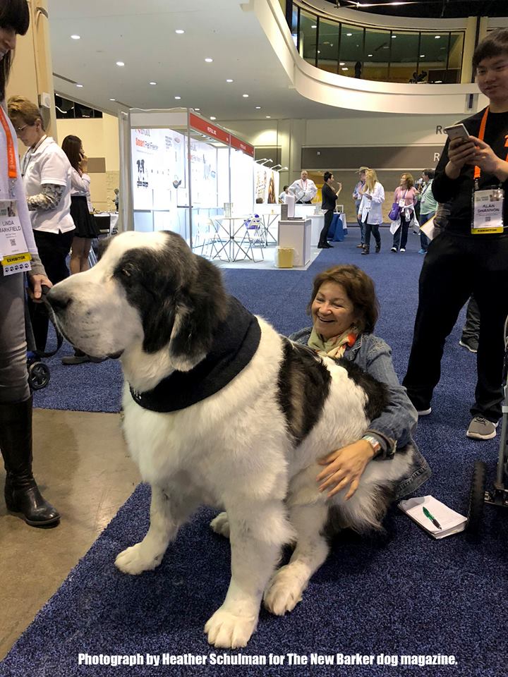 29540993_2296433720389270_3282080807546678946_n