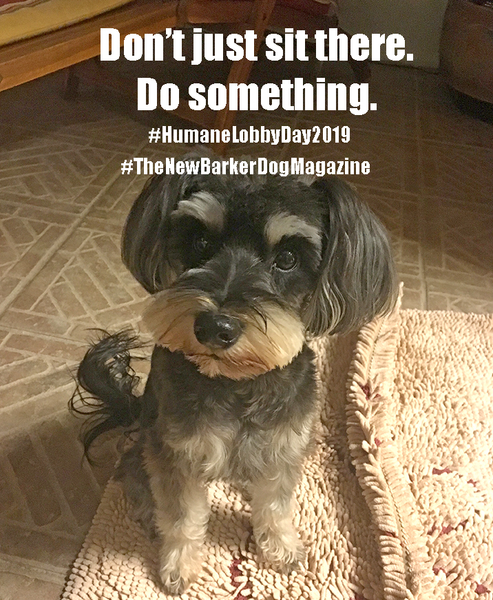 Learn More About Florida’s Humane Lobby Day in&nbsp;Tallahassee.