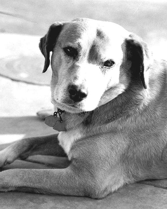 Our History With&nbsp;Dogs.