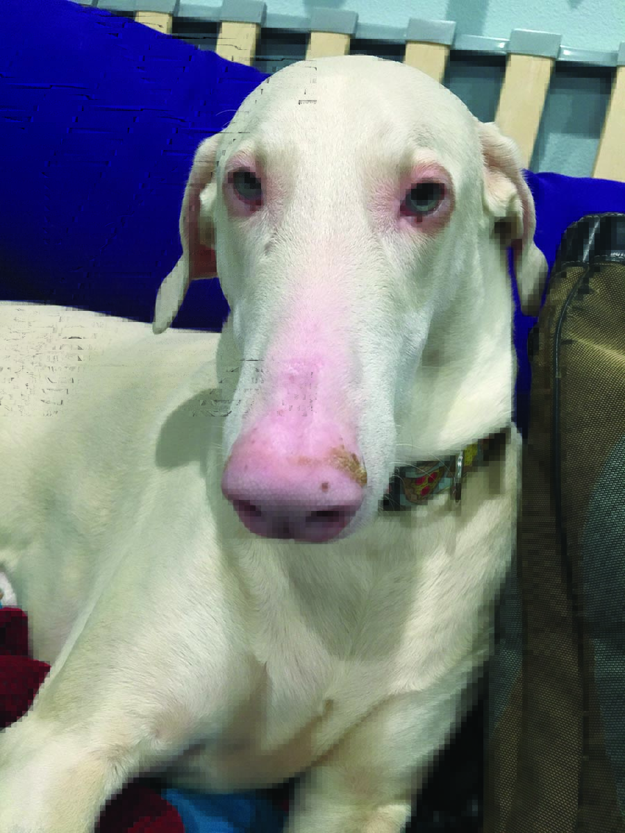 In Dogs, Diabetes Is A Lifelong&nbsp;Condition.