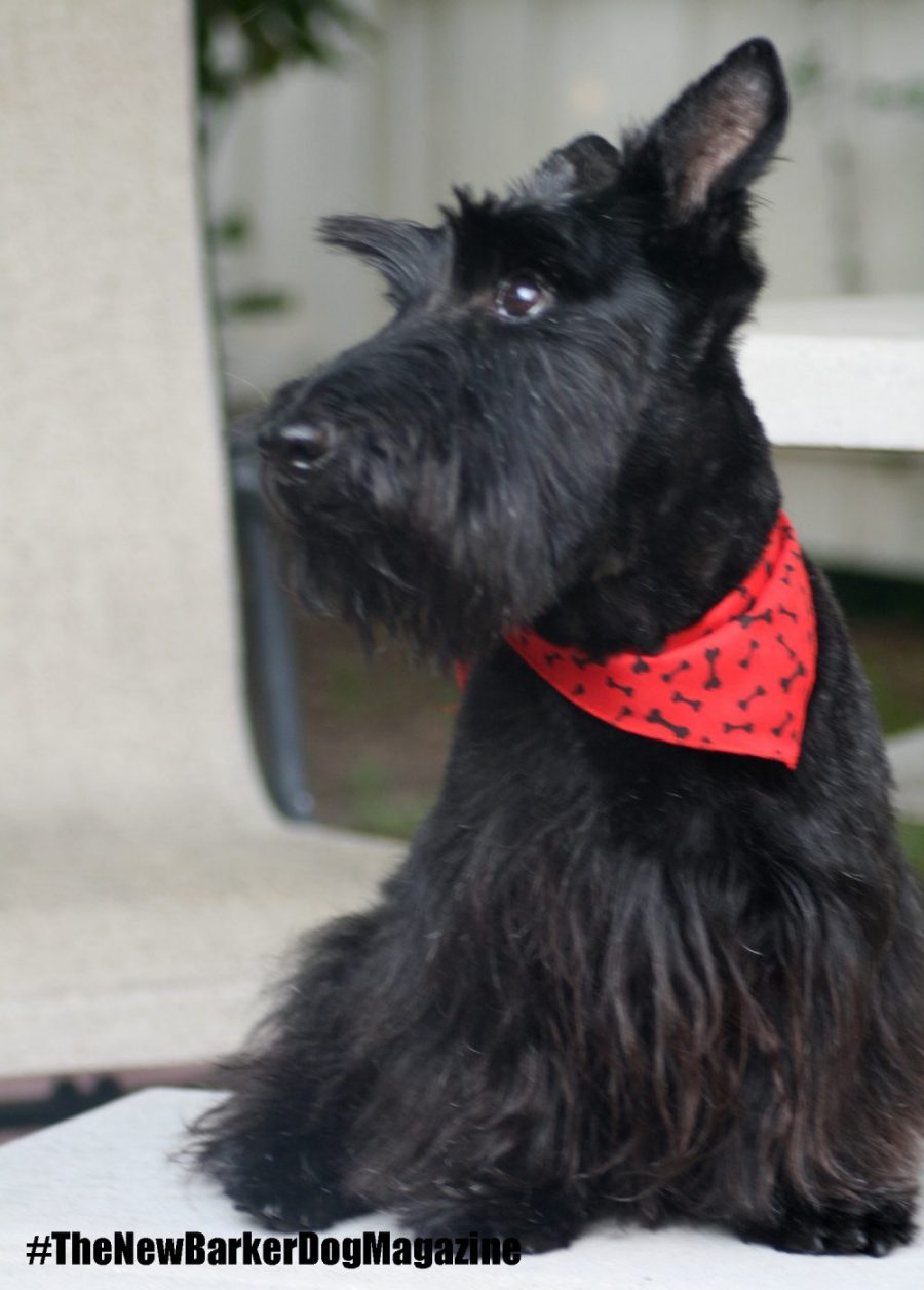 Addressing The Dog Food&nbsp;Issue.