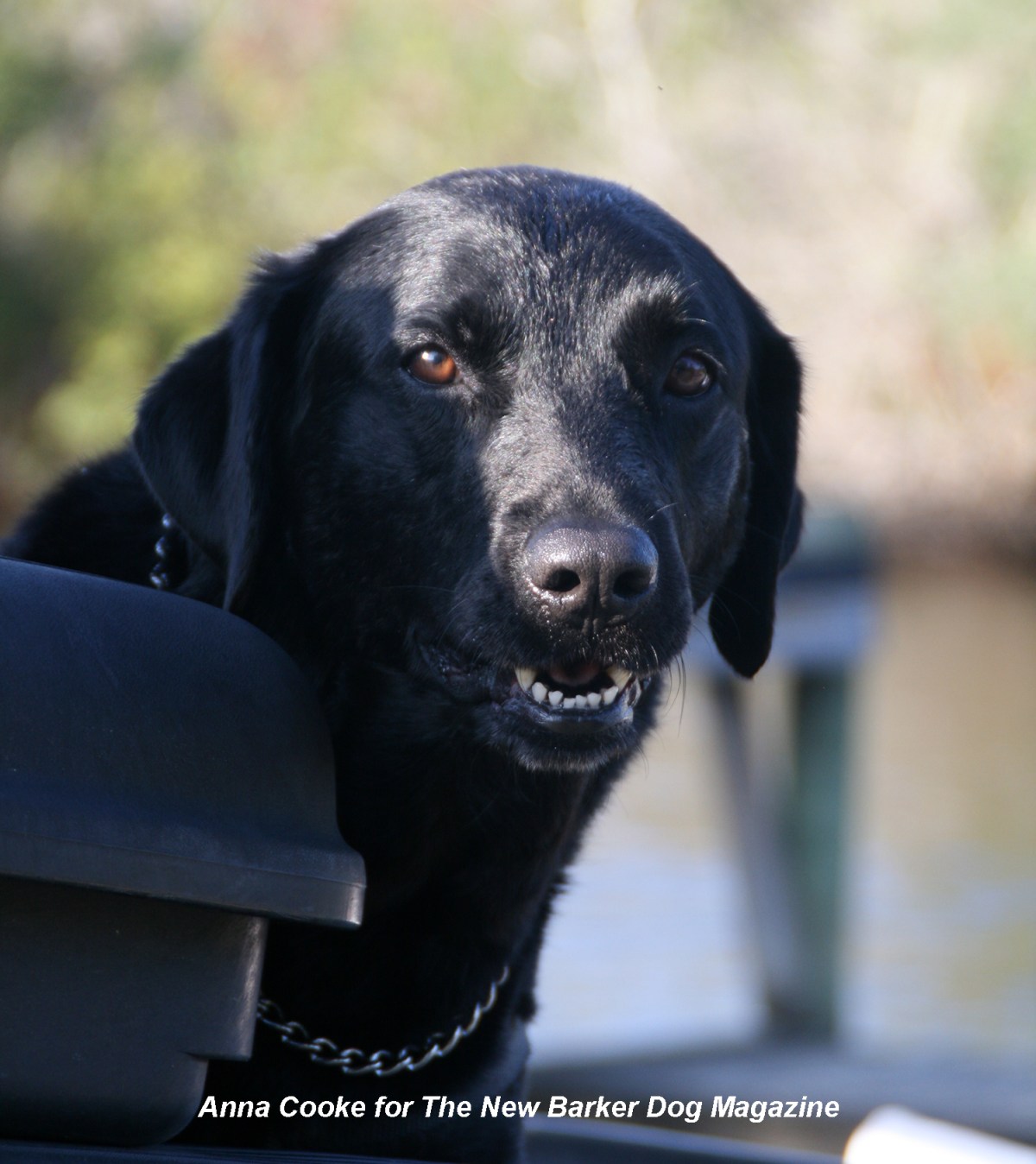 The Captain And His Queen Of The&nbsp;World
